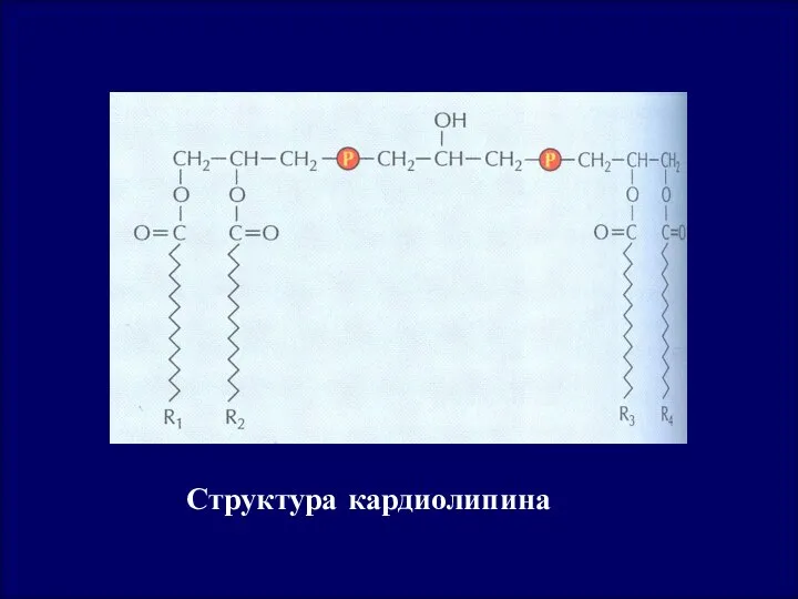 Структура кардиолипина