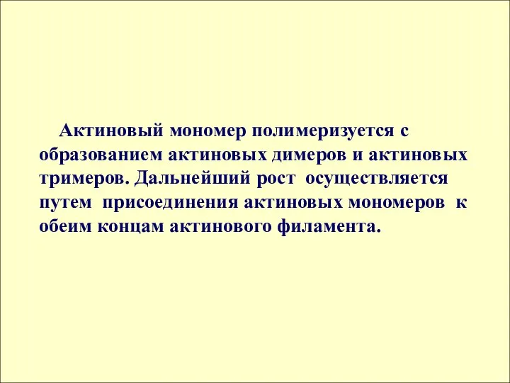 Актиновый мономер полимеризуется с образованием актиновых димеров и актиновых тримеров. Дальнейший