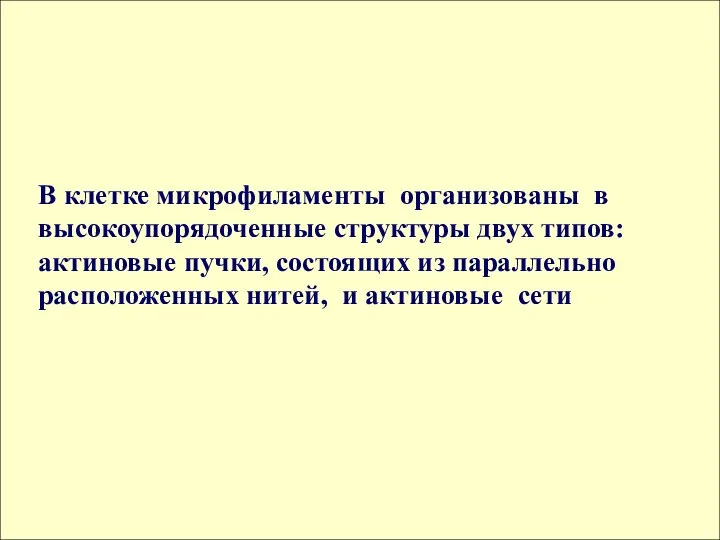 В клетке микрофиламенты организованы в высокоупорядоченные структуры двух типов: актиновые пучки,