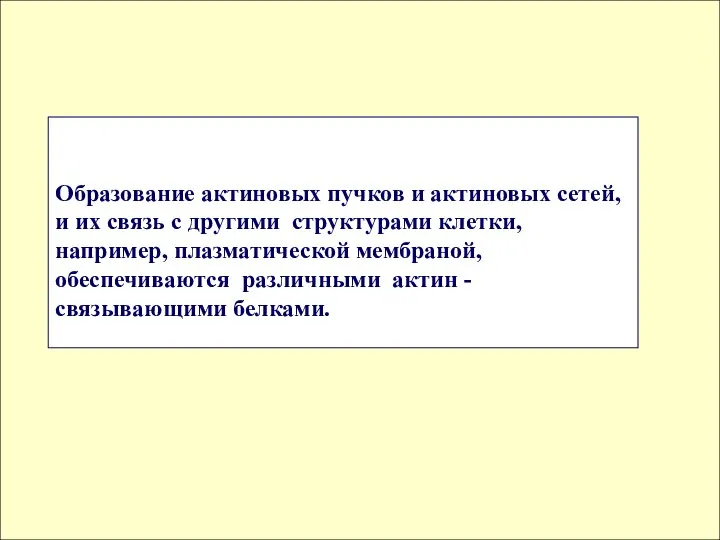 Образование актиновых пучков и актиновых сетей, и их связь с другими