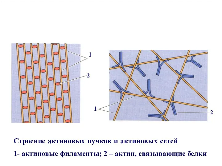 Строение актиновых пучков и актиновых сетей 1- актиновые филаменты; 2 – актин, связывающие белки
