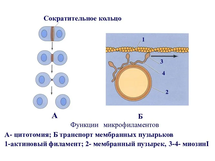 Функции микрофиламентов А- цитотомия; Б транспорт мембранных пузырьков 1-актиновый филамент; 2-