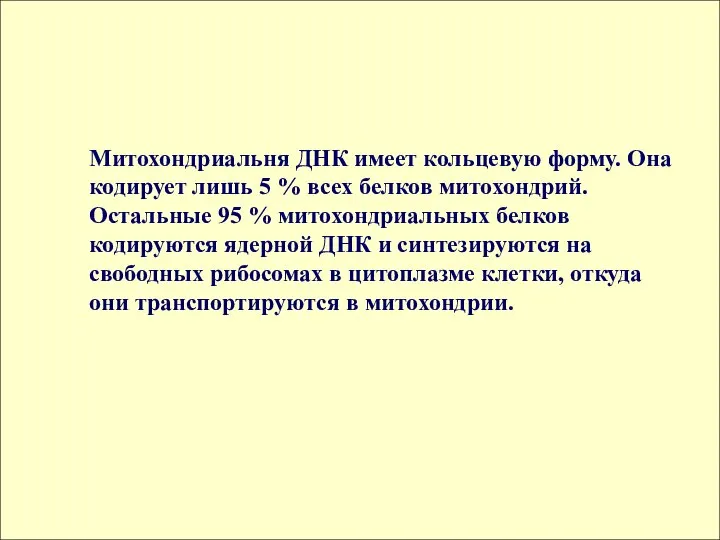 Митохондриальня ДНК имеет кольцевую форму. Она кодирует лишь 5 % всех