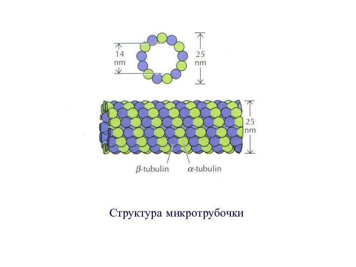 Структура микротрубочки