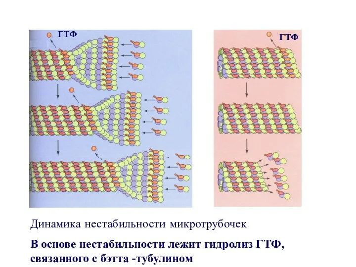 ГТФ ГТФ Динамика нестабильности микротрубочек В основе нестабильности лежит гидролиз ГТФ, связанного с бэтта -тубулином