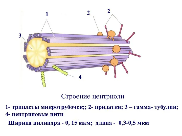 Строение центриоли 1- триплеты микротрубочек;; 2- придатки; 3 – гамма- тубулин;
