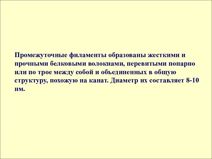 Промежуточные филаменты образованы жесткими и прочными белковыми волокнами, перевитыми попарно или