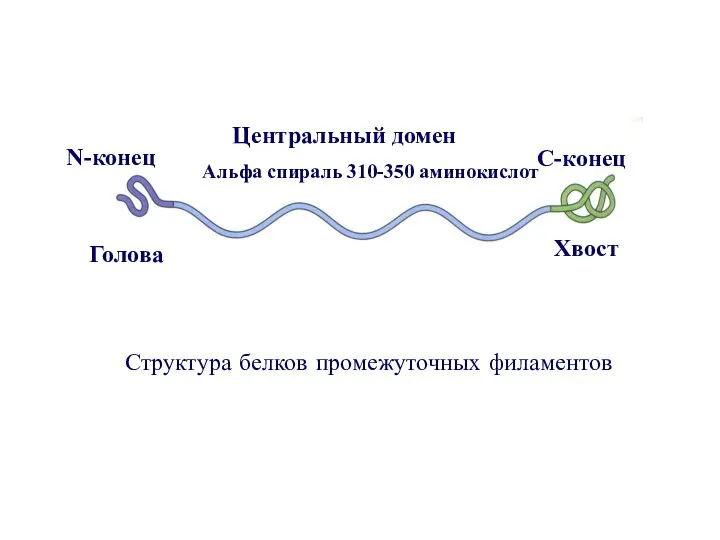 Голова Хвост N-конец С-конец Центральный домен Альфа спираль 310-350 аминокислот Структура белков промежуточных филаментов