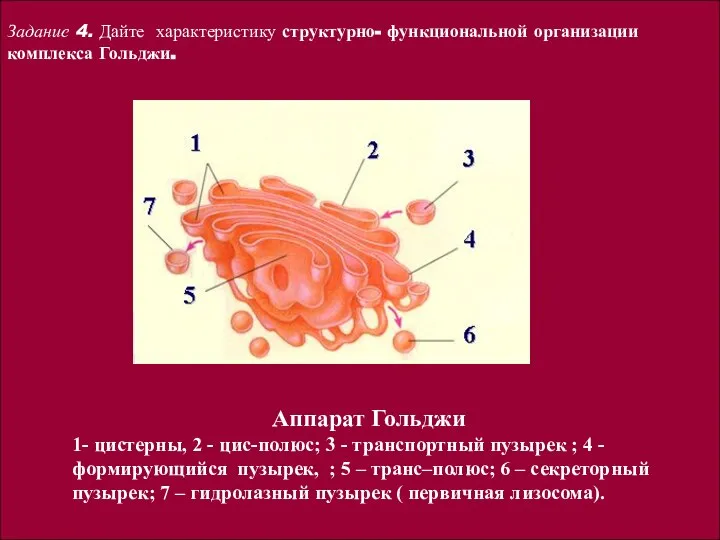 Аппарат Гольджи 1- цистерны, 2 - цис-полюс; 3 - транспортный пузырек