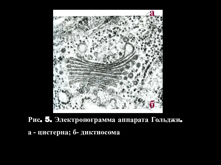 Рис. 5. Электронограмма аппарата Гольджи. а - цистерна; б- диктиосома а б