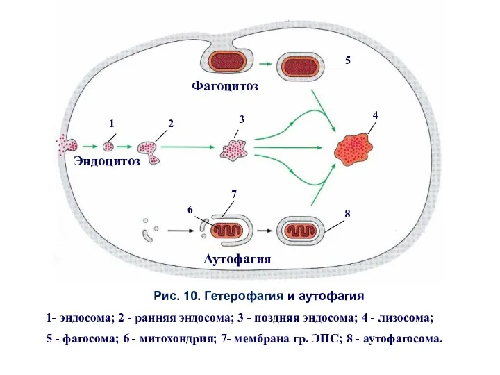 Рис. 10. Гетерофагия и аутофагия 1- эндосома; 2 - ранняя эндосома;