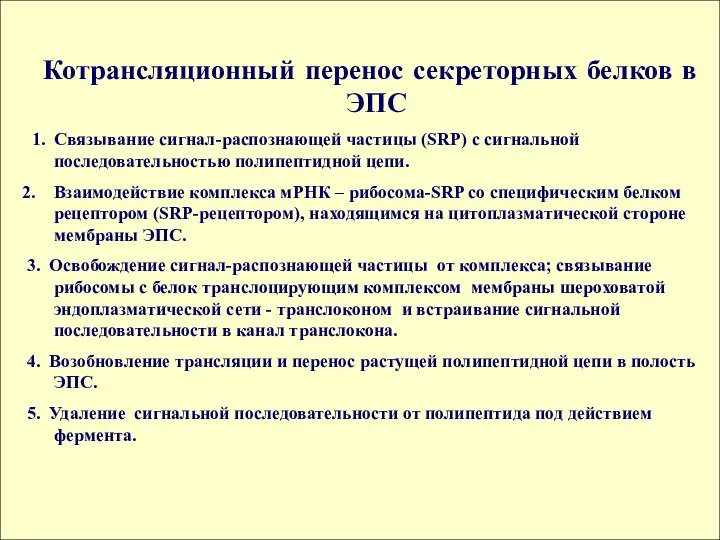 Котрансляционный перенос секреторных белков в ЭПС 1. Связывание сигнал-распознающей частицы (SRP)