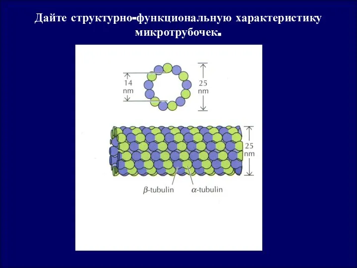 Дайте структурно-функциональную характеристику микротрубочек.