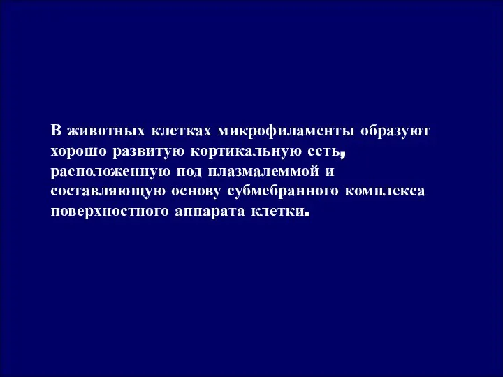 В животных клетках микрофиламенты образуют хорошо развитую кортикальную сеть, расположенную под