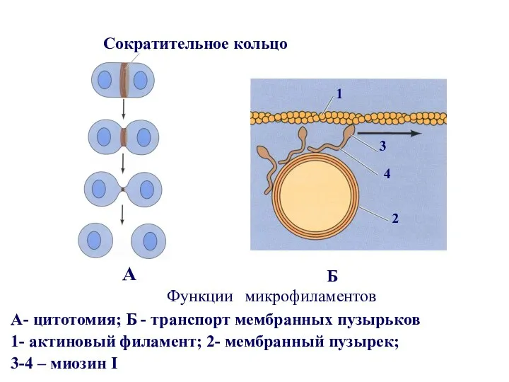 Функции микрофиламентов А- цитотомия; Б - транспорт мембранных пузырьков 1- актиновый