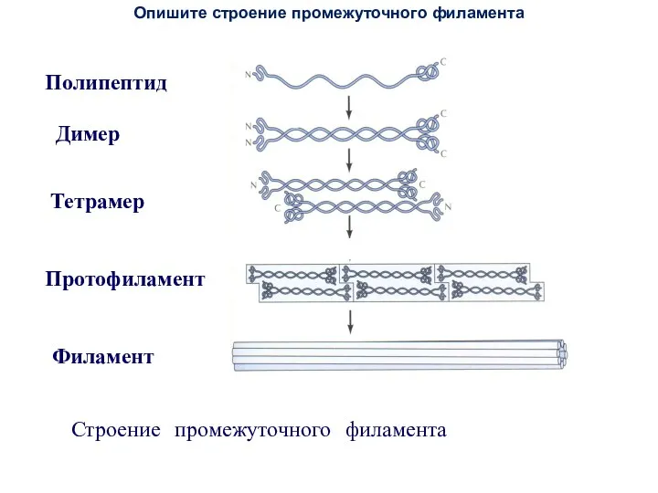 Опишите строение промежуточного филамента