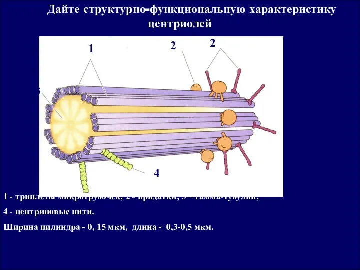 Строение центриоли 1 - триплеты микротрубочек; 2 - придатки; 3 –