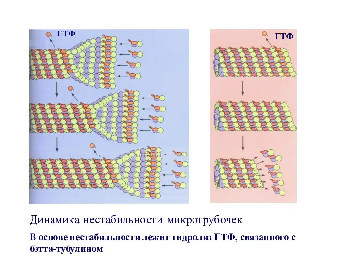ГТФ ГТФ Динамика нестабильности микротрубочек В основе нестабильности лежит гидролиз ГТФ, связанного с бэтта-тубулином