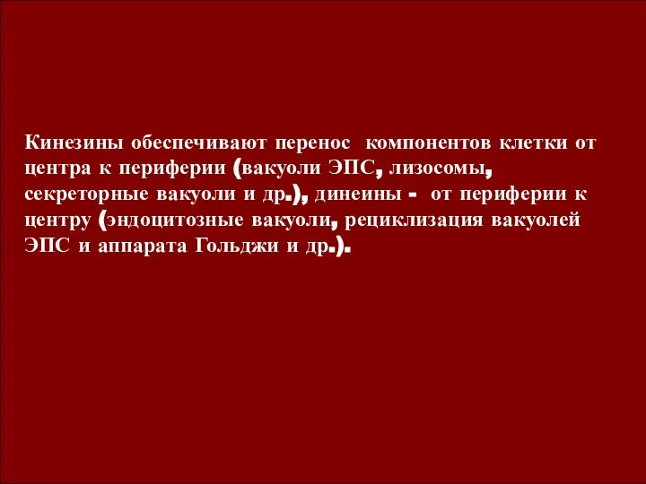 Кинезины обеспечивают перенос компонентов клетки от центра к периферии (вакуоли ЭПС,