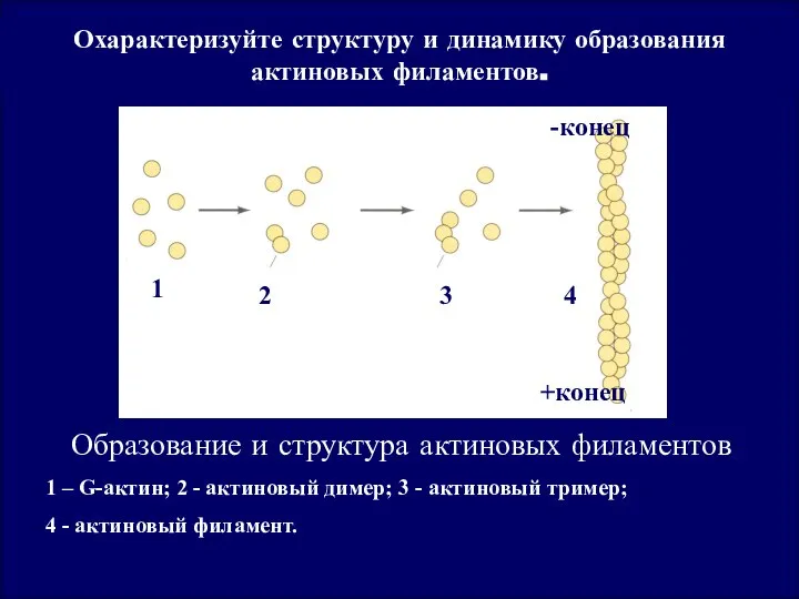 Охарактеризуйте структуру и динамику образования актиновых филаментов. 1 2 3 4