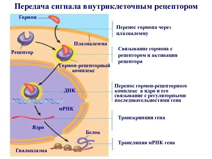 Передача сигнала внутриклеточным рецептором