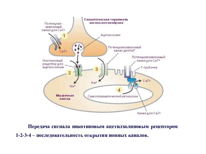 Передача сигнала никотиновым ацетилхолиновым рецептором 1-2-3-4 – последовательность открытия ионных каналов.
