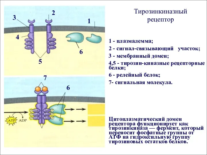 Тирозинкиназный рецептор 1 - плазмалемма; 2 - сигнал-связывающий участок; 3 -