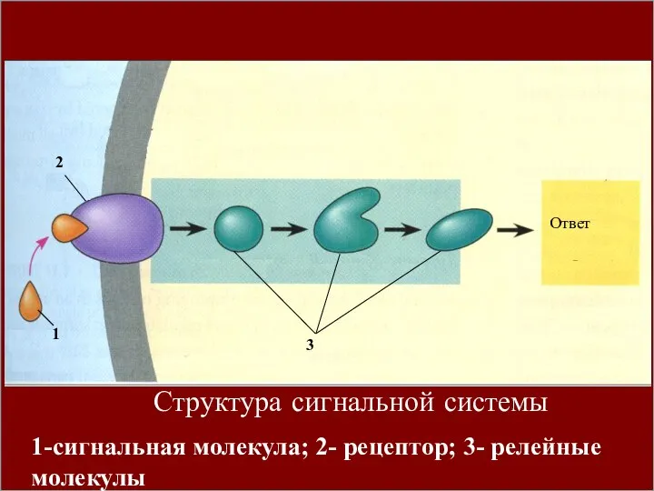 1 2 3 Ответ