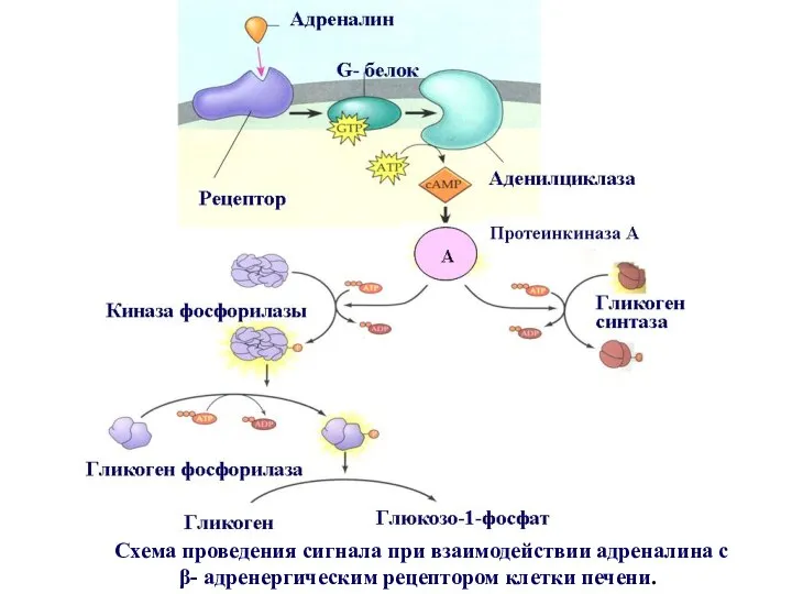 Схема проведения сигнала при взаимодействии адреналина с β- адренергическим рецептором клетки печени.