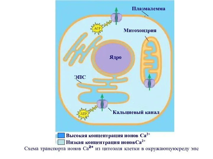 Схема транспорта ионов Са2+ из цитозоля клетки в окружающуюсреду эпс