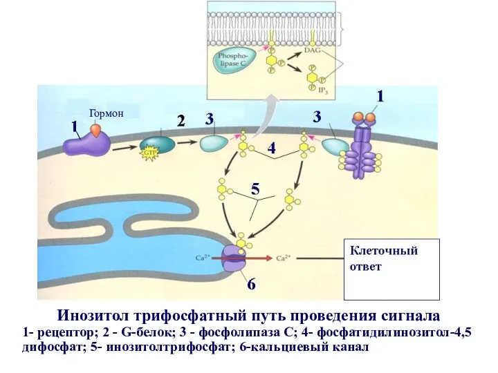 Инозитол трифосфатный путь проведения сигнала 1- рецептор; 2 - G-белок; 3