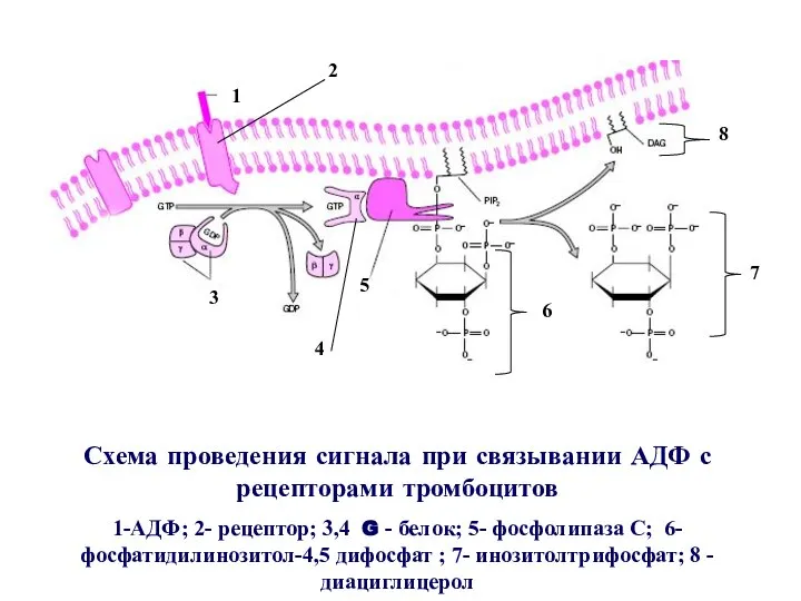 Схема проведения сигнала при связывании АДФ с рецепторами тромбоцитов 1-АДФ; 2-