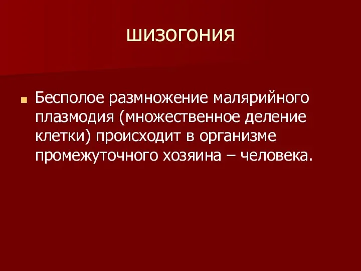 шизогония Бесполое размножение малярийного плазмодия (множественное деление клетки) происходит в организме промежуточного хозяина – человека.