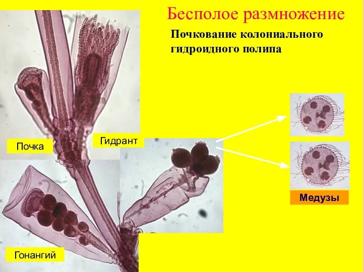 Бесполое размножение Медузы Почка Гонангий Гидрант Почкование колониального гидроидного полипа