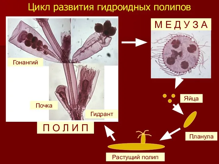 Цикл развития гидроидных полипов