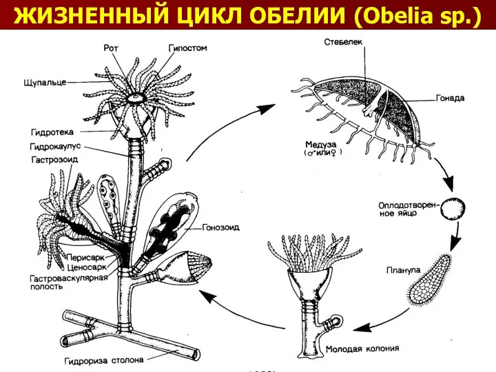 ЖИЗНЕННЫЙ ЦИКЛ ОБЕЛИИ (Obelia sp.)