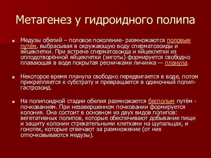 Метагенез у гидроидного полипа Медузы обелий – половое поколение- размножаются половым