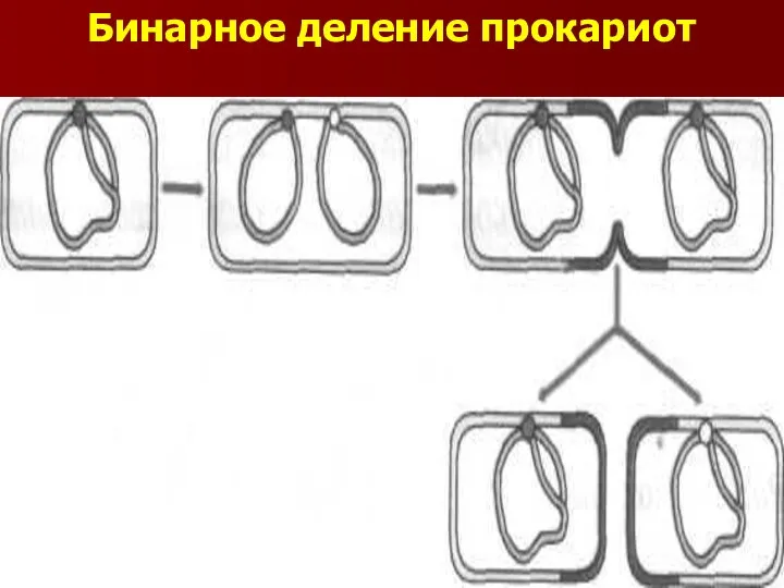 Бинарное деление прокариот