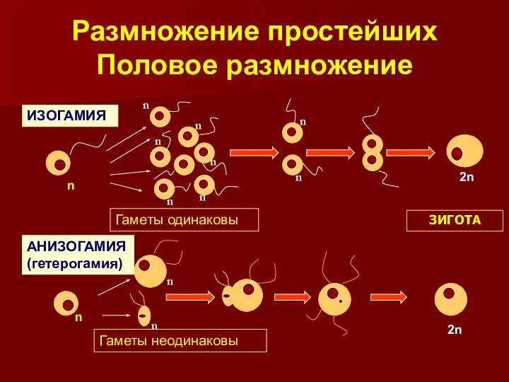 Размножение простейших Половое размножение ИЗОГАМИЯ