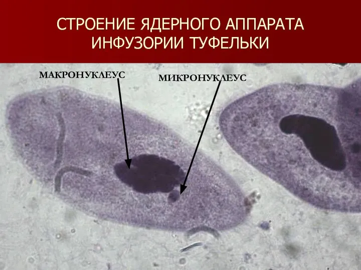 СТРОЕНИЕ ЯДЕРНОГО АППАРАТА ИНФУЗОРИИ ТУФЕЛЬКИ МАКРОНУКЛЕУС МИКРОНУКЛЕУС