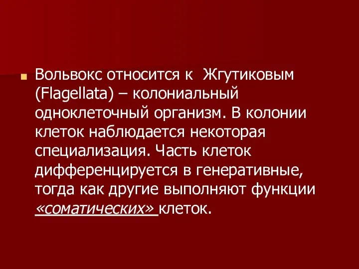 Вольвокс относится к Жгутиковым (Flagellata) – колониальный одноклеточный организм. В колонии