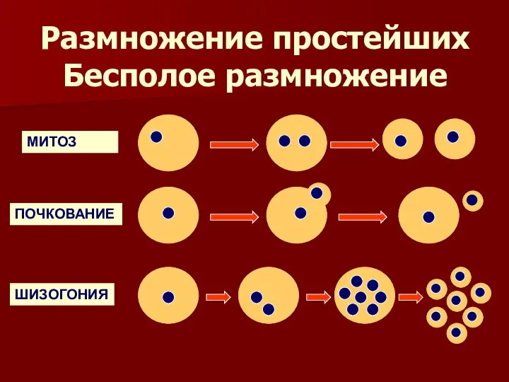 Размножение простейших Бесполое размножение МИТОЗ ПОЧКОВАНИЕ ШИЗОГОНИЯ