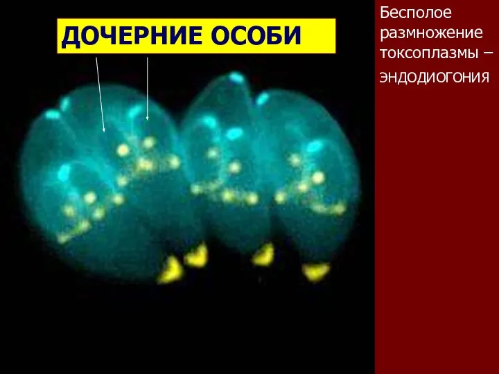 Бесполое размножение токсоплазмы – ЭНДОДИОГОНИЯ ДОЧЕРНИЕ ОСОБИ