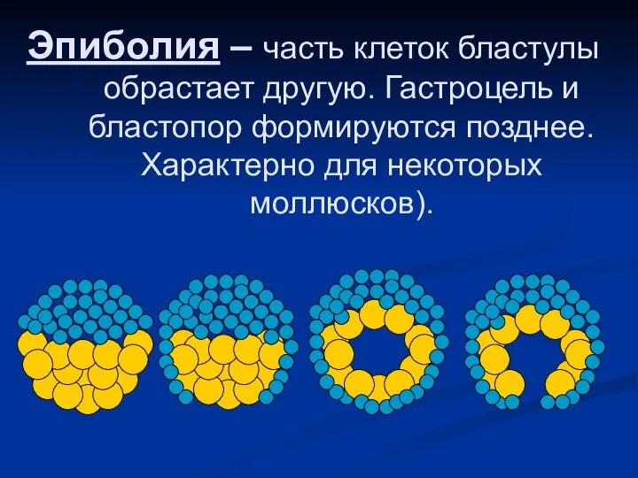 Эпиболия – часть клеток бластулы обрастает другую. Гастроцель и бластопор формируются позднее. Характерно для некоторых моллюсков).