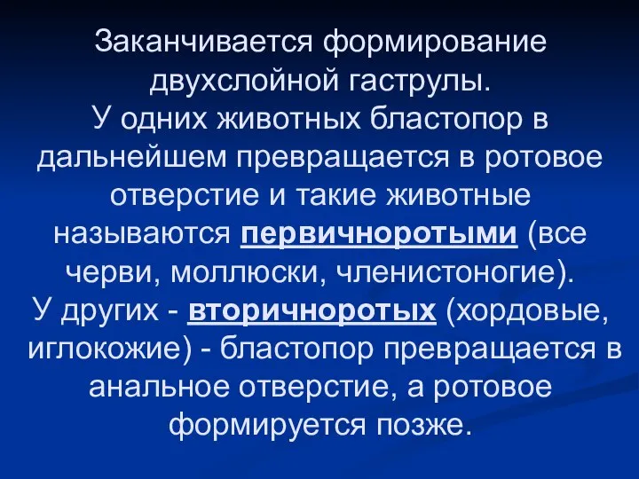 Заканчивается формирование двухслойной гаструлы. У одних животных бластопор в дальнейшем превращается