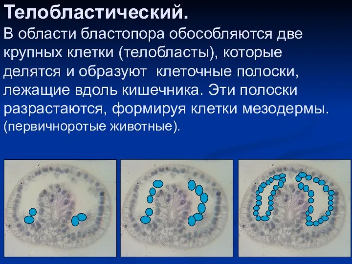 Телобластический. В области бластопора обособляются две крупных клетки (телобласты), которые делятся