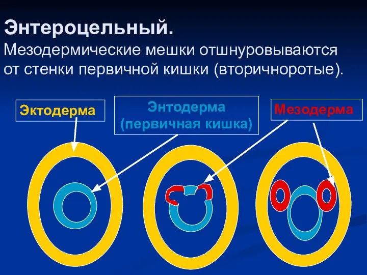 Энтероцельный. Мезодермические мешки отшнуровываются от стенки первичной кишки (вторичноротые). Эктодерма Энтодерма (первичная кишка) Мезодерма