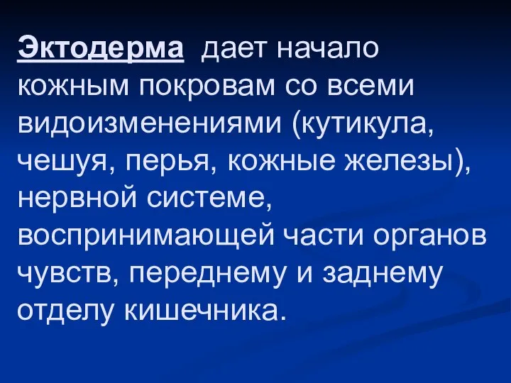 Эктодерма дает начало кожным покровам со всеми видоизменениями (кутикула, чешуя, перья,