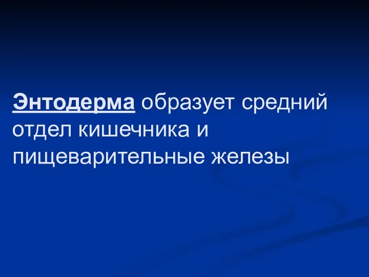 Энтодерма образует средний отдел кишечника и пищеварительные железы