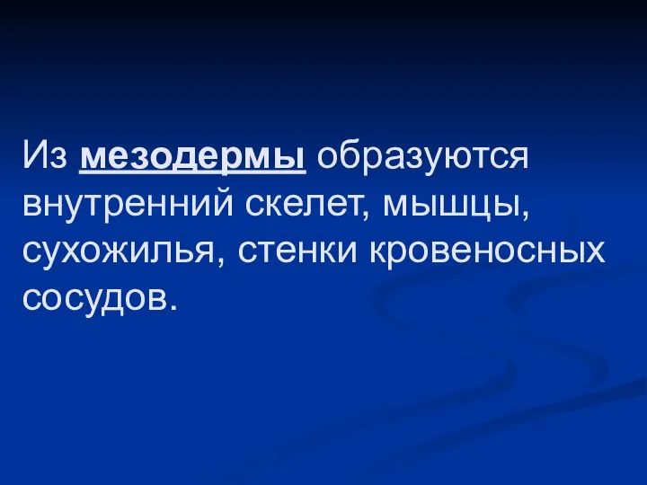 Из мезодермы образуются внутренний скелет, мышцы, сухожилья, стенки кровеносных сосудов.